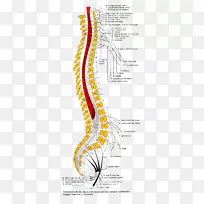 脊椎动物神经脊柱解剖