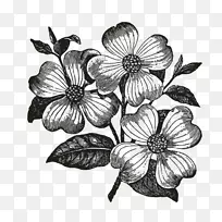 开花山茱萸绘画剪贴画