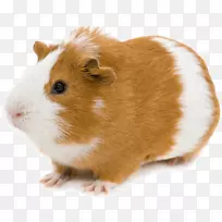 阿比西尼亚豚鼠摄影袋宠物-豚鼠