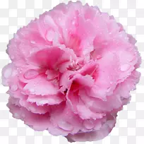 粉红色的花玫瑰康乃馨的沙龙-玫瑰