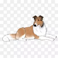 粗糙牧羊犬设得兰牧羊犬培育光滑牧羊犬苏格兰牧羊犬-动画