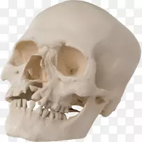 颅骨解剖腭齿科学-颅骨