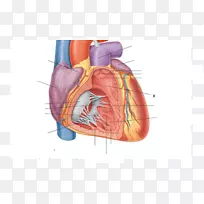 前室间沟，室间后动脉，左冠状动脉前室间支，室间隔，后室间沟-心脏