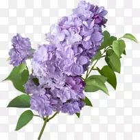 紫丁香切花紫绣球紫丁香