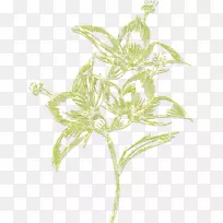 植物茎叶花草本植物分枝叶