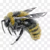 蜜蜂-蜜蜂