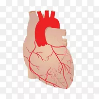心脏动脉、冠状动脉、心血管疾病、血管-心脏