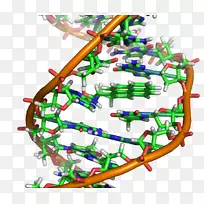 DNA分子核酸双螺旋突变分子生物学