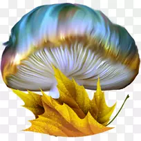 蘑菇画彩色蘑菇