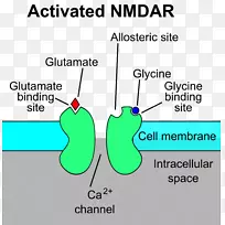 N-甲基-d-天冬氨酸受体-谷氨酸受体