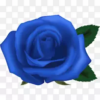 花园玫瑰，蓝玫瑰，蜈蚣，玫瑰，花卉