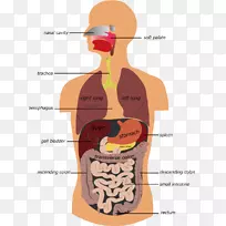 胃肠道人类消化系统免费摄影