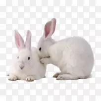国内兔子复活节兔子免暴兔欧洲兔