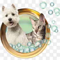 凯恩猎犬西部高地白猎犬胡须犬种狗毛小猫