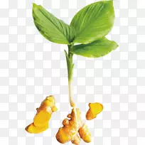 姜黄印度料理姜黄素保健香料-健康