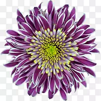 菊花紫色创新花-菊花