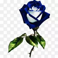 花园玫瑰蓝玫瑰花