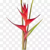 海棠切花热带植物茎花