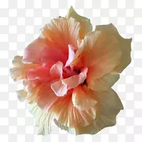 芙蓉花瓣剪贴画-花