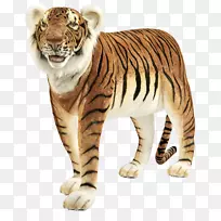 白虎猫爪野生动物-老虎