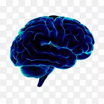 人脑神经科学智人-脑