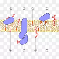 细胞膜生物膜转运膜蛋白