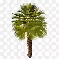 亚洲棕榈，槟榔科，特产藤本植物，摄影，剪贴画，树