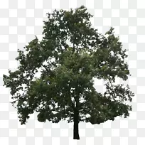 栎冷杉，针叶树，常绿树