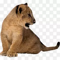 狮子动物Minha Pequena书目-动物剪贴画-狮子