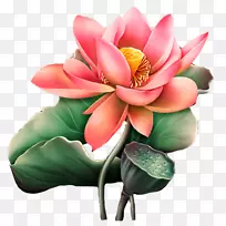 Nelumbo nucifera艺术水彩画剪贴画