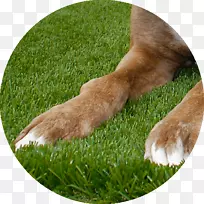 草坪人工草坪花园狗繁殖草甸郁郁葱葱的草