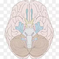 脑神经-人脑神经系统脑干-脑