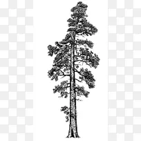 海岸红杉巨杉西部红杉树投资管理有限责任公司红树