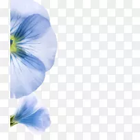 亚麻毛粘液纤维植物纤维