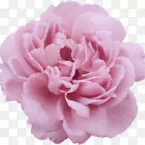 花园玫瑰、蜈蚣玫瑰、花卉、熏衣草