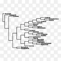 丝形纲分支图，系统发育树，树状图，系统发育