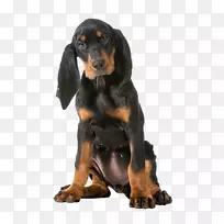 戈登·塞特·施韦泽劳芬德·斯马兰猎犬黑色和棕褐色共同猎犬品种-黑狗