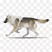 捷克斯洛伐克狼狗西伯利亚哈士奇塔玛斯克犬加拿大爱斯基摩犬萨鲁斯狼狗