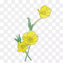 花型设计毛兰花画花瓣