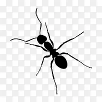 蚂蚁昆虫剪贴画-昆虫