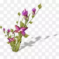 花卉设计切花花瓣植物-花卉