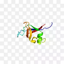 PIK3r2磷酸肌醇-3-激酶蛋白激酶fyn