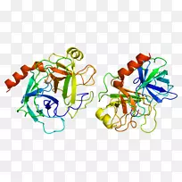 胰蛋白酶1酶胰蛋白酶原丝氨酸蛋白酶-酶