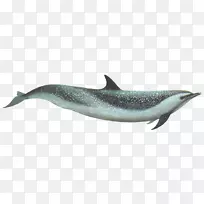 普通宽吻海豚粗齿海豚图库溪短喙海豚