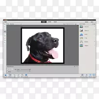 AdobePhotoshop元素教程