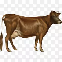 泽西牛，荷斯坦牛，弗里西亚牛，格恩西岛牛，艾尔郡牛