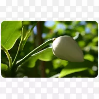 桌面壁纸电脑树叶分枝壁纸小猴子撒花