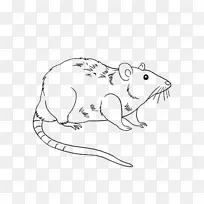 绘制实验大鼠棕色鼠-明片简单遮阳