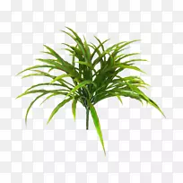 槟榔科植物，陆地植物，树干，绿色植物