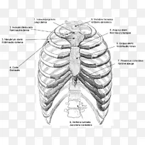 格雷(氏)解剖肋骨、胸腔、胸椎